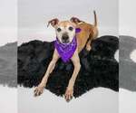 Small #1 Greyhound-Jack Russell Terrier Mix