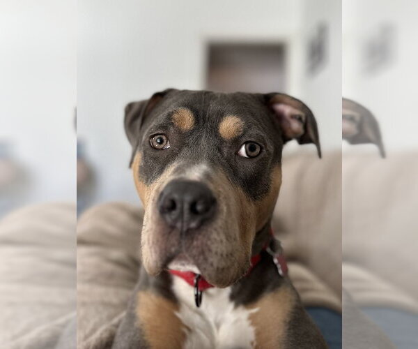 Medium Photo #21 American Pit Bull Terrier-Unknown Mix Puppy For Sale in Caldwell, NJ, USA