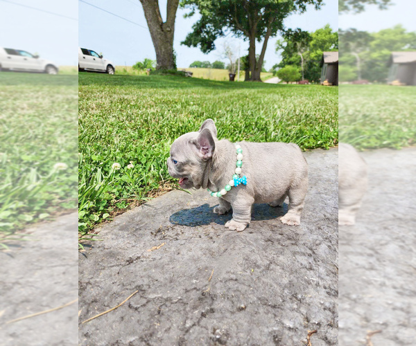 Medium Photo #4 French Bulldog Puppy For Sale in GRANDVIEW, MO, USA