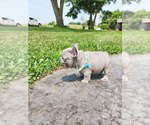 Small Photo #4 French Bulldog Puppy For Sale in GRANDVIEW, MO, USA