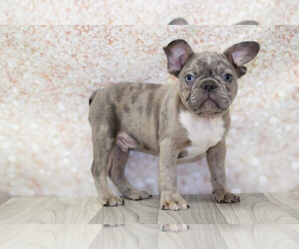 Medium Photo #1 Faux Frenchbo Bulldog Puppy For Sale in MARIETTA, GA, USA