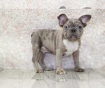 Small Photo #1 Faux Frenchbo Bulldog Puppy For Sale in MARIETTA, GA, USA