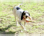 Small #2 Coonhound Mix