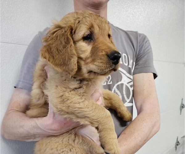 Medium Photo #17 Golden Retriever Puppy For Sale in EARLHAM, IA, USA