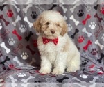 Small Photo #2 Poodle (Miniature) Puppy For Sale in LAKELAND, FL, USA
