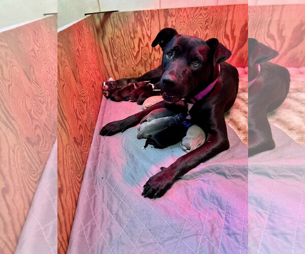 Medium Photo #10 Labrador Retriever-Unknown Mix Puppy For Sale in San Diego, CA, USA