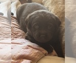 Image preview for Ad Listing. Nickname: Litter of 3