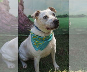 American Bulldog Dogs for adoption in Mooresville, NC, USA