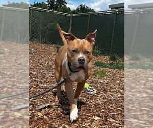 American Pit Bull Terrier Dogs for adoption in Waterford, VA, USA