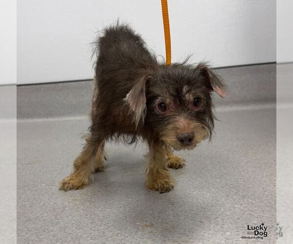 Medium Photo #2 Poodle (Miniature)-Unknown Mix Puppy For Sale in Washington, DC, USA