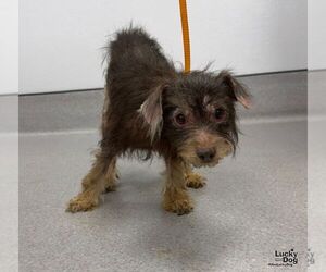 Hershey - Male Poodle (Miniature)-Unknown Mix Dog for Adoption - Photo #2