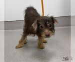 Small Photo #2 Poodle (Miniature)-Unknown Mix Puppy For Sale in Washington, DC, USA