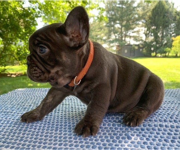 Medium Photo #11 French Bulldog Puppy For Sale in BREMEN, IN, USA