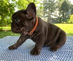 Small Photo #11 French Bulldog Puppy For Sale in BREMEN, IN, USA
