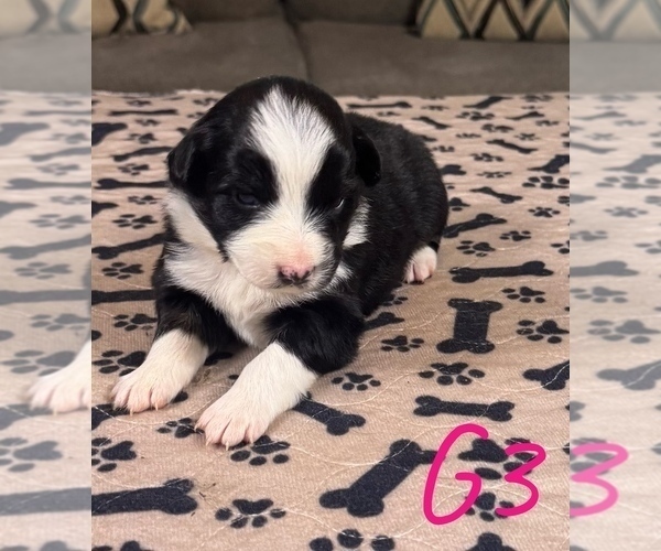 Medium Photo #38 Australian Shepherd Puppy For Sale in SALISBURY, NC, USA