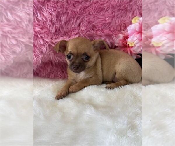 Medium Photo #5 Chihuahua Puppy For Sale in FORT LAUDERDALE, FL, USA