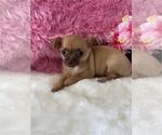 Chihuahuas - Female Chihuahua Puppy for Sale - Photo #5