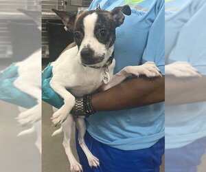 French Bullhuahua Dogs for adoption in Forestville, MD, USA