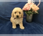 Small Photo #22 Poodle (Toy) Puppy For Sale in SAFFORD, AZ, USA