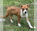 Small #1 Labrador Retriever Mix