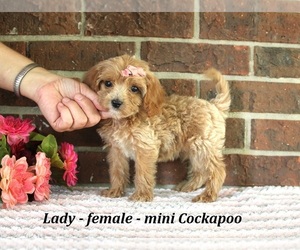 Cockapoo (Miniature) Puppy for sale in CLARKRANGE, TN, USA