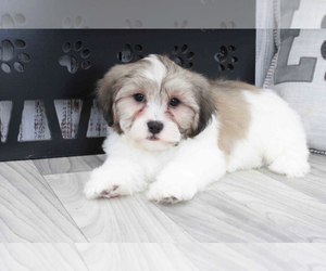 Zuchon Puppy for sale in MARIETTA, GA, USA