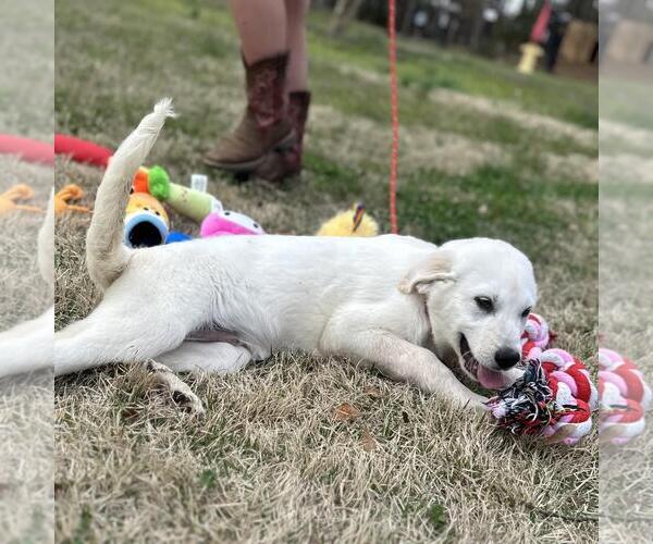 Medium Photo #4 Great Pyrenees-Unknown Mix Puppy For Sale in Yardley, PA, USA
