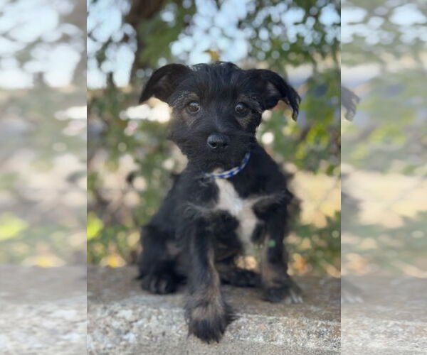 Medium Photo #1 Mutt Puppy For Sale in PIPE CREEK, TX, USA