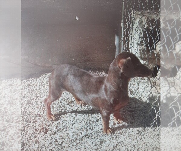 Medium Photo #1 Dachshund Puppy For Sale in RATTAN, OK, USA