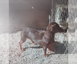 Father of the Dachshund puppies born on 06/30/2025
