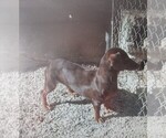Small Photo #1 Dachshund Puppy For Sale in RATTAN, OK, USA
