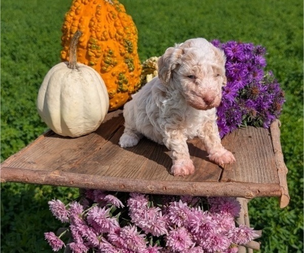 Medium Photo #10 Poodle (Toy) Puppy For Sale in GOSHEN, IN, USA