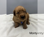 Small #7 Golden Retriever