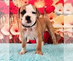 Small Photo #8 Alapaha Blue Blood Bulldog Puppy For Sale in SHELOCTA, PA, USA