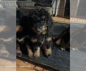 Bernedoodle Puppy for sale in REDFORD, MI, USA