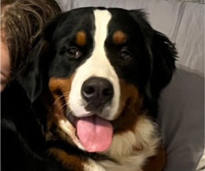 Father of the Bernedoodle puppies born on 06/03/2025