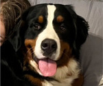 Small Photo #1 Bernedoodle Puppy For Sale in ALLEN, TX, USA