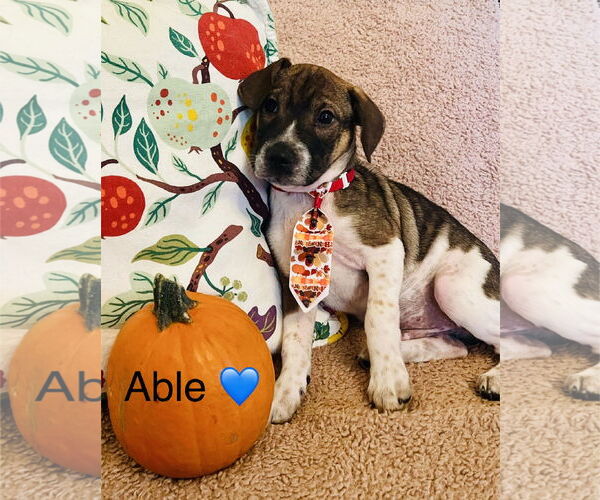 Medium Photo #1 Beagle-Unknown Mix Puppy For Sale in Rockaway, NJ, USA