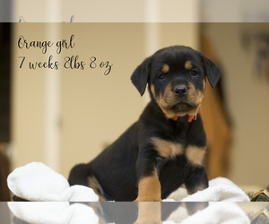 Rottweiler Puppy for sale in MARION, IN, USA