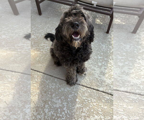 Medium Photo #3 Goldendoodle Puppy For Sale in Shreveport, LA, USA