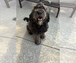 Small #2 Goldendoodle