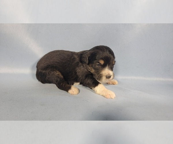 Medium Photo #43 Bernedoodle (Miniature) Puppy For Sale in BLACK FOREST, CO, USA