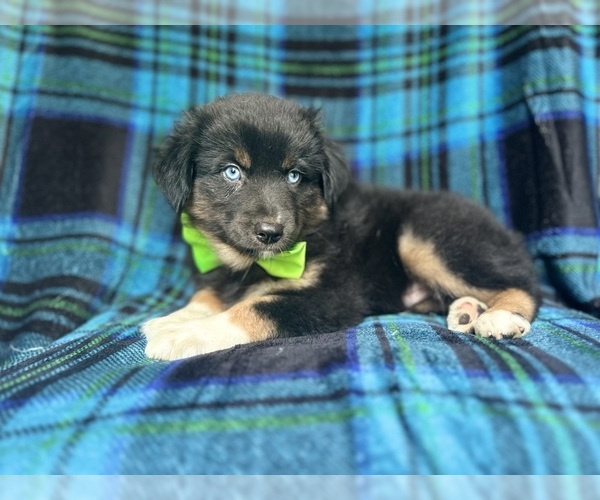 Medium Photo #2 Miniature Australian Shepherd Puppy For Sale in LAKELAND, FL, USA