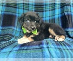 Small #1 Miniature Australian Shepherd