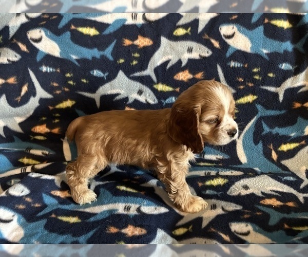 Medium Photo #24 Cocker Spaniel Puppy For Sale in COLBERT, GA, USA