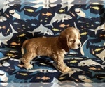 Small #7 Cocker Spaniel