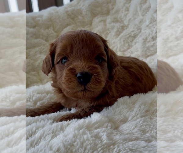 Medium Photo #21 Goldendoodle mix (+ Poodle Miniature) Puppy For Sale in RANDOLPH, WI, USA