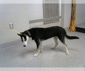Siberian Husky-Unknown Mix Dogs for adoption in Pasadena, TX, USA