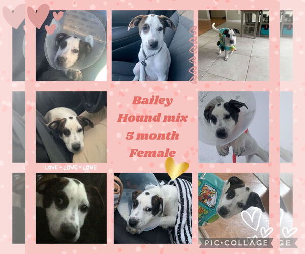 Medium Photo #2 Mutt Puppy For Sale in Jacksonville, NC, USA