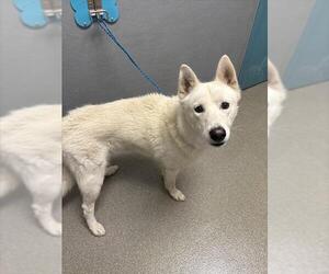 Siberian Husky-Unknown Mix Dogs for adoption in Las Vegas, NV, USA
